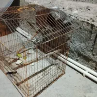 قفس طوطی|لوازم جانبی حیوانات|دالخانی, |دیوار