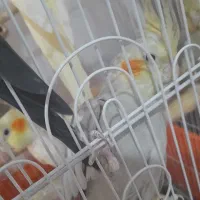 عروس هلندی|پرنده|شاهدشهر, |دیوار