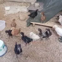 جوجه محلی 50 روزه دونه 250 هزارتومن