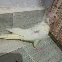 طوطی عروس هلندی جوجه|پرنده|قزوین, |دیوار