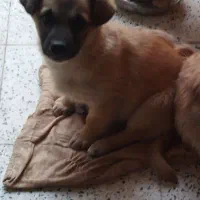 توله پاکوتاه