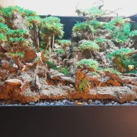 پالوداریوم