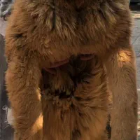 فروش سگ ماستیف تبتی سگ غولپیکر