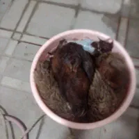 خوردنی.گوشت.گوسفندی