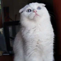 گربه اسکاتیش بریتیش اصیل مجلسی