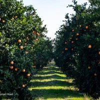 فروش باغ پرتغال/ دارای برق و آب اختصاصی/۵هزارمتری