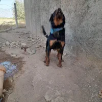 سگ شکاری|سگ|ضیاء آباد, |دیوار