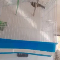 فروش قناری|پرنده|شیراز, شهرک والفجر|دیوار