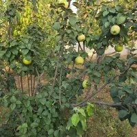 زمین باغشهر کودیان ۱۶۰۰ متر مربع