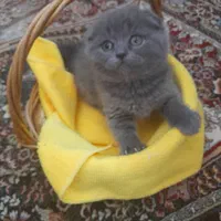 دنیای گربه های اسکاتیش فولد اصیل|گربه|رشت, دیلمان|دیوار