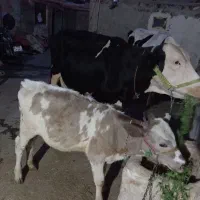 گاو و گوساله سیمینتال درجه یک