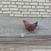 خروس