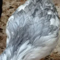 مرغ وخروس گلین طوسی (خروس)|حیوانات مزرعه|اصفهان, سروستان|دیوار