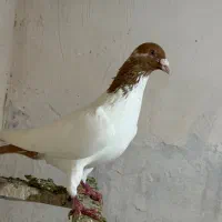 کبوتر ساری باش ساری گویوخ وساری بوینو جولو