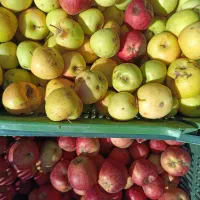 فروش سیب سرکه ایی مربایی آبگیری