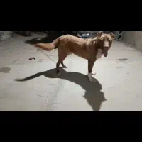 سگ سرابی