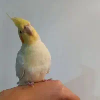 گمشده...عروس هلندی