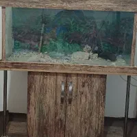 اکواریوم ماهی