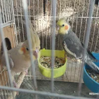 یک جفت عروس زیبا|پرنده|اسحاق آباد, |دیوار