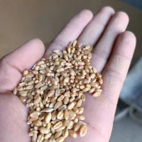 گندم پیشگام درجه یک