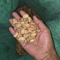 باقلی میان رس|عمده‌فروشی|مزرعه کتول, |دیوار