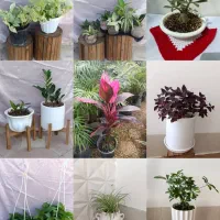 فروش انواع گلهای آپارتمانی وخاک طلایی