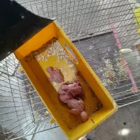 مرغ عشق  بازی تا جوجه معاوضه  با قناری|پرنده|اقبالیه, |دیوار