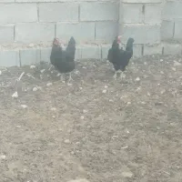 مرغ محلی تخم گذار وجوان