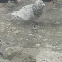 سرکه ای هفرنگ و دودی