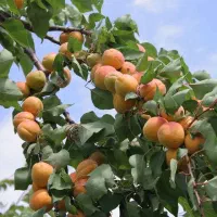 فروش بهترین نهال زردالو با ضمانت کتبی ده ساله|خدمات باغبانی و درختکاری|سلماس, |دیوار