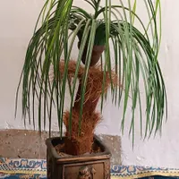 گل موزی بزرگ|گل مصنوعی|رفسنجان, |دیوار