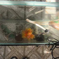 اکواریوم کامل|ماهی|لردگان, |دیوار