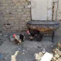 مرغ خروس مینیاتوری خیلی کوچیک