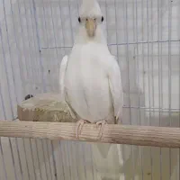 عروس هلندی آلبینو|پرنده|رشت, ولکس|دیوار