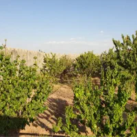 فروش زمین