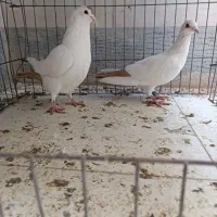 دوجفت دم زرد کرمونی اصیل عطیغه|پرنده|بندرعباس, |دیوار