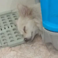 پامر روباهی اصل