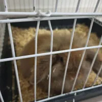 لوپ ماده باردار|موش و خرگوش|فردیس, شهرک وحدت|دیوار