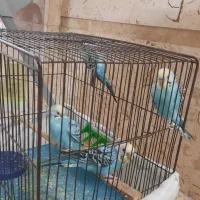 مرغ عشق اصیل