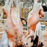 گوسفند زنده با تخفف 50٪مدت دو روز خونی