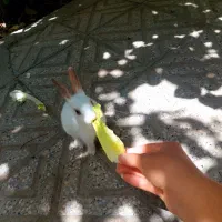 خرگوش