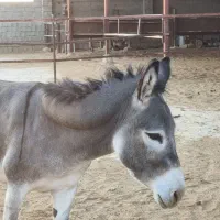 خر ماده|حیوانات مزرعه|جهرم, |دیوار