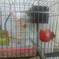 طوطی برزیلی|پرنده|تهران, بیسیم|دیوار