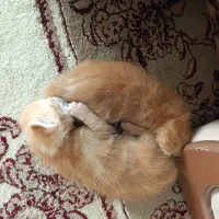 واگذاری گربه دی اس اچ|گربه|کرمان, |دیوار