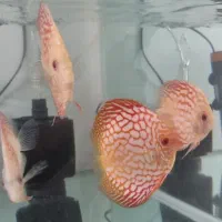 ۴ عدد دیسکس ۴ اینچ به بالا|ماهی|تهران, تهرانپارس جنوبی|دیوار