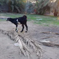 گوسفندفروشی قیمت18|حیوانات مزرعه|بمپور, |دیوار