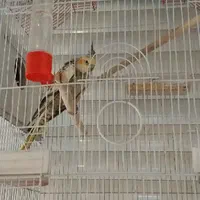 عروس طوطی گمشده