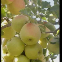 سیب درختی زرد و قرمز