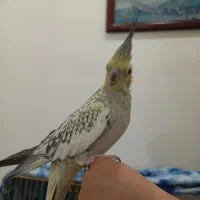 یک جفت عروس هلندی مولد جوجه بده|پرنده|تهران, یافت‌آباد|دیوار