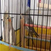 یکجفت عروس هلندی گم شده در لاچوان